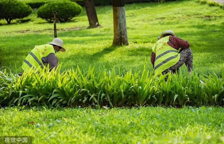 平湖城市园林绿化管理