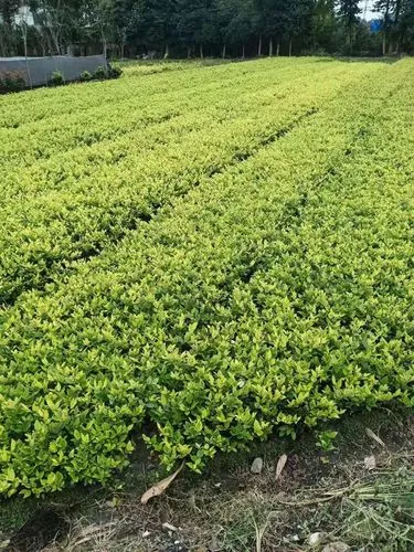 草坪基地园林绿化工程有哪些