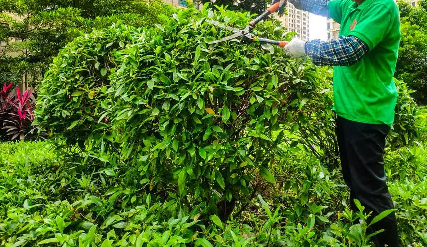 园林管理中的关键挑战：如何在有限空间中创造多样性和诱人的景观？